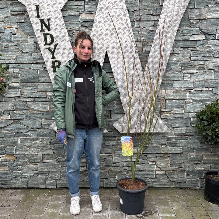 Acer pal. Orange Dream 100-125 cm Deco 15L. bush