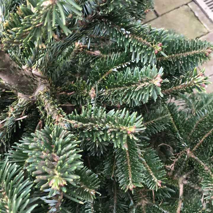 Abies fraseri 100 cm