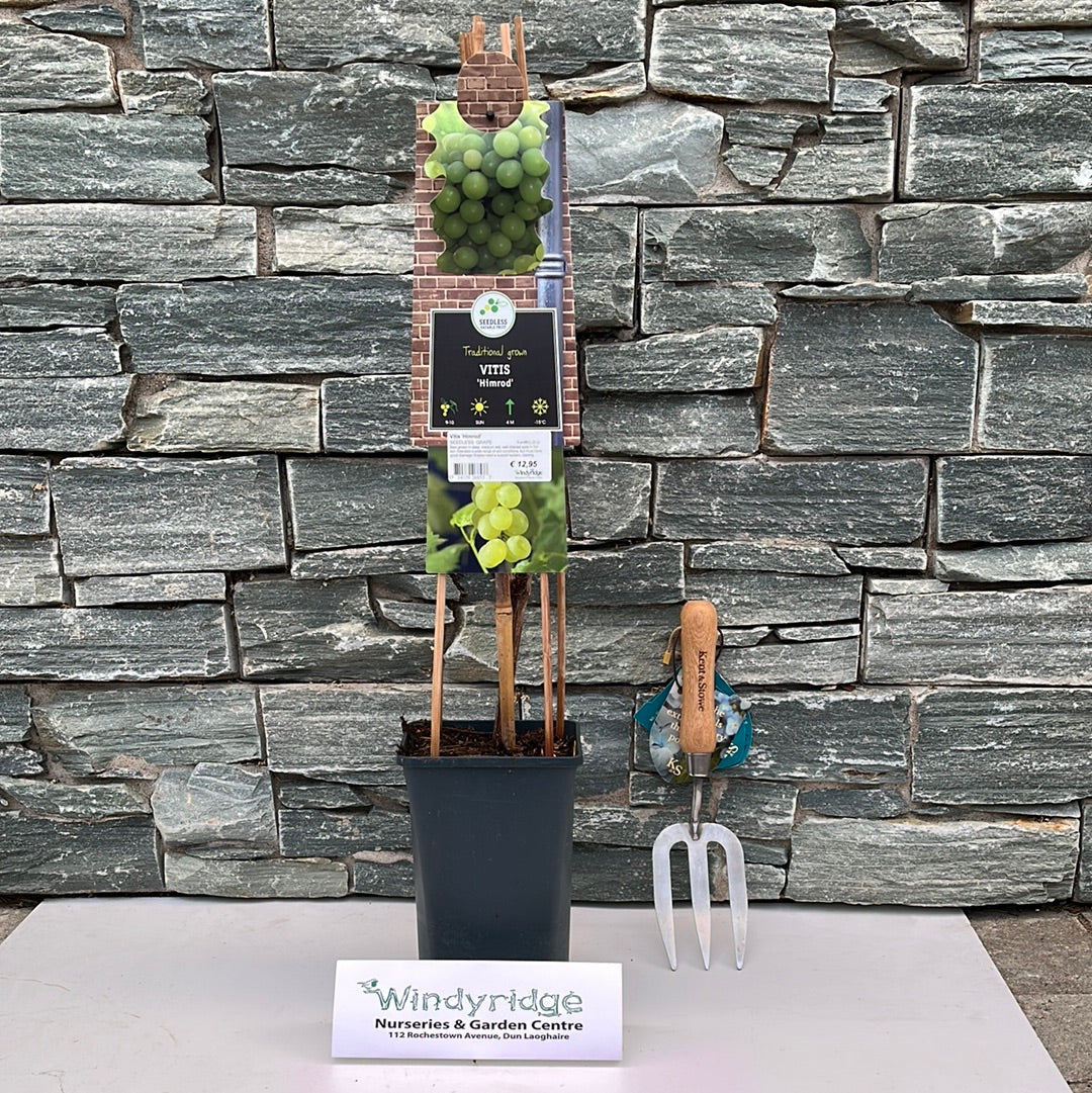 Vitis Himrod S-pot(2,25 L)