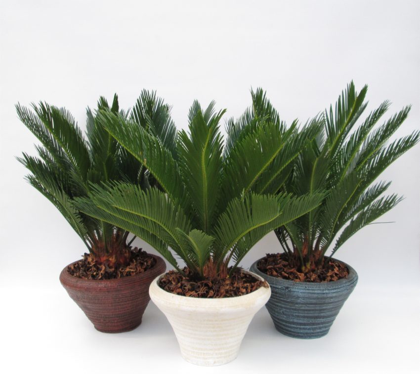Cycas revoluta 26 cm stoneware pot