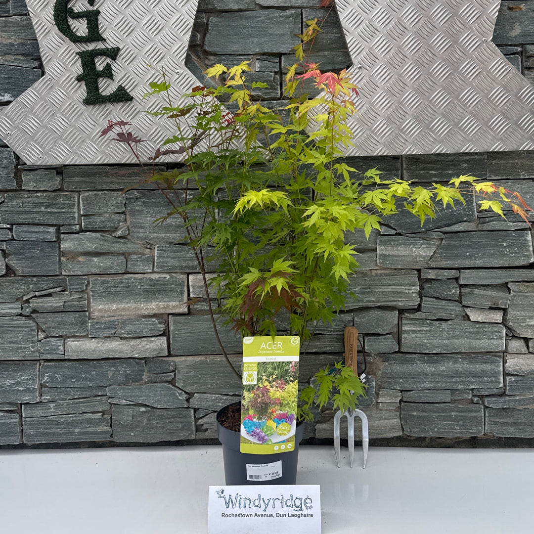 Acer palm. Festival