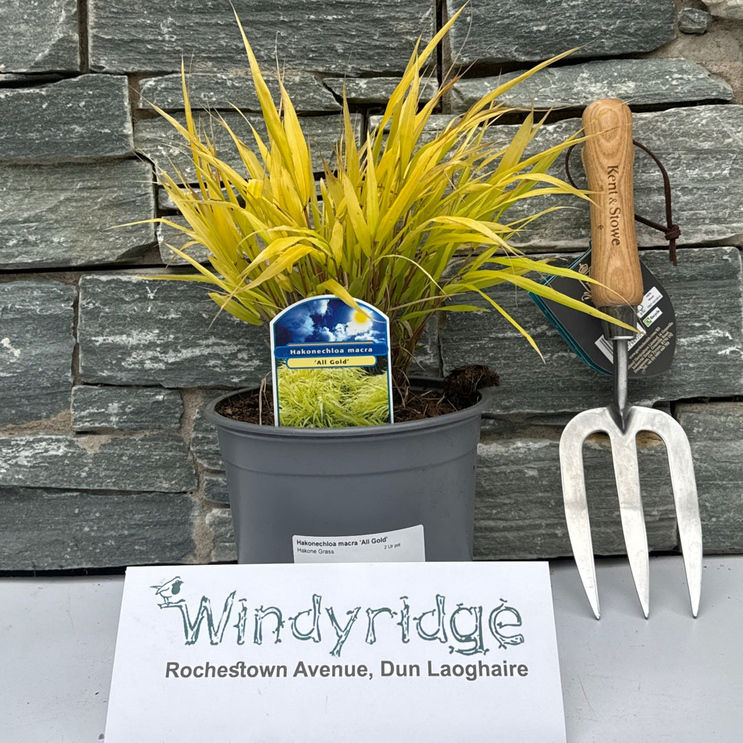 Hakonechloa macra All Gold