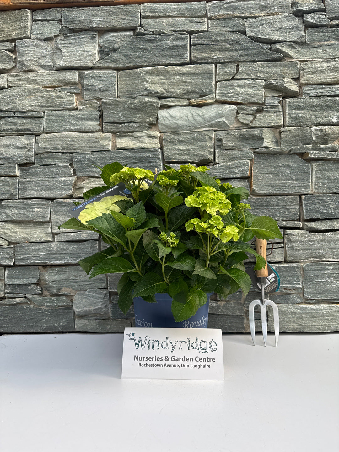Hydrangea m. Caipirinha 5 Ltr pot