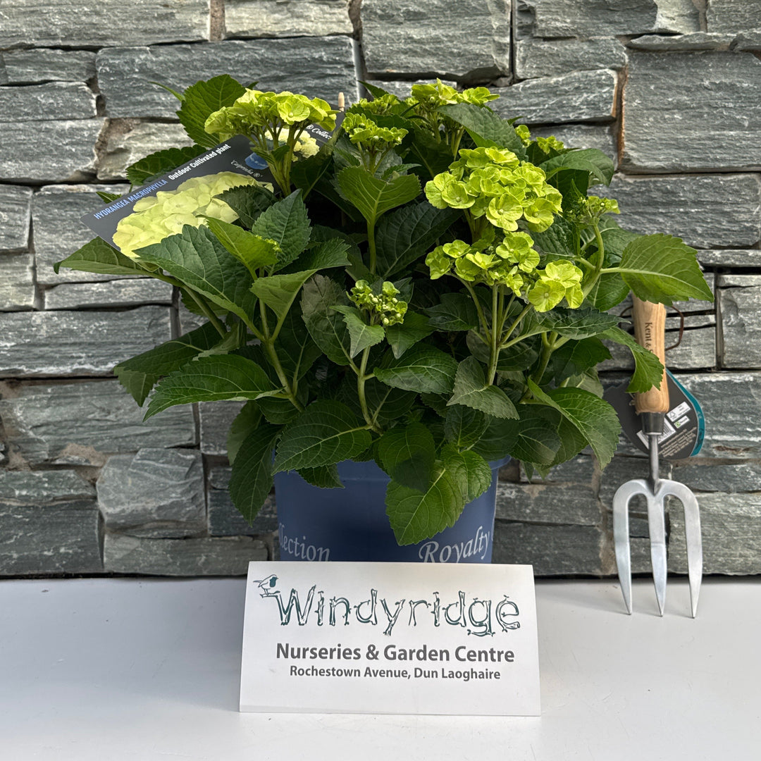 Hydrangea m. Caipirinha 5 Ltr pot