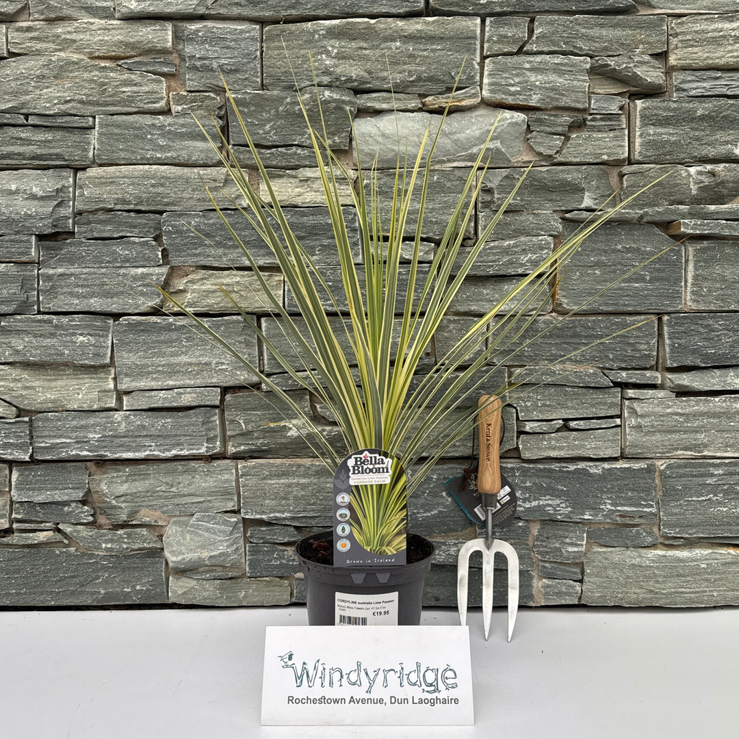 CORDYLINE australis Lime Passion