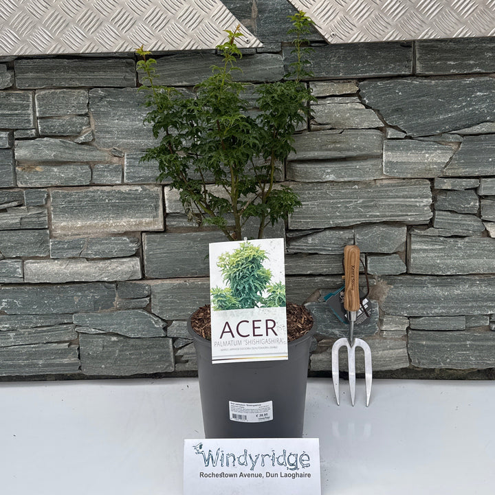 Acer palmatum Shishigashira  40-50 CM C6.5