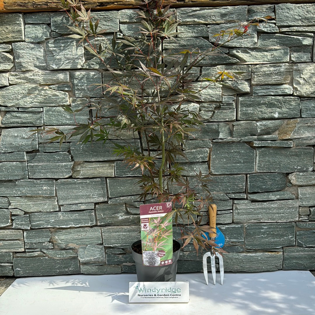 Acer palmatum Sumi-nagashi 3 Ltr pot