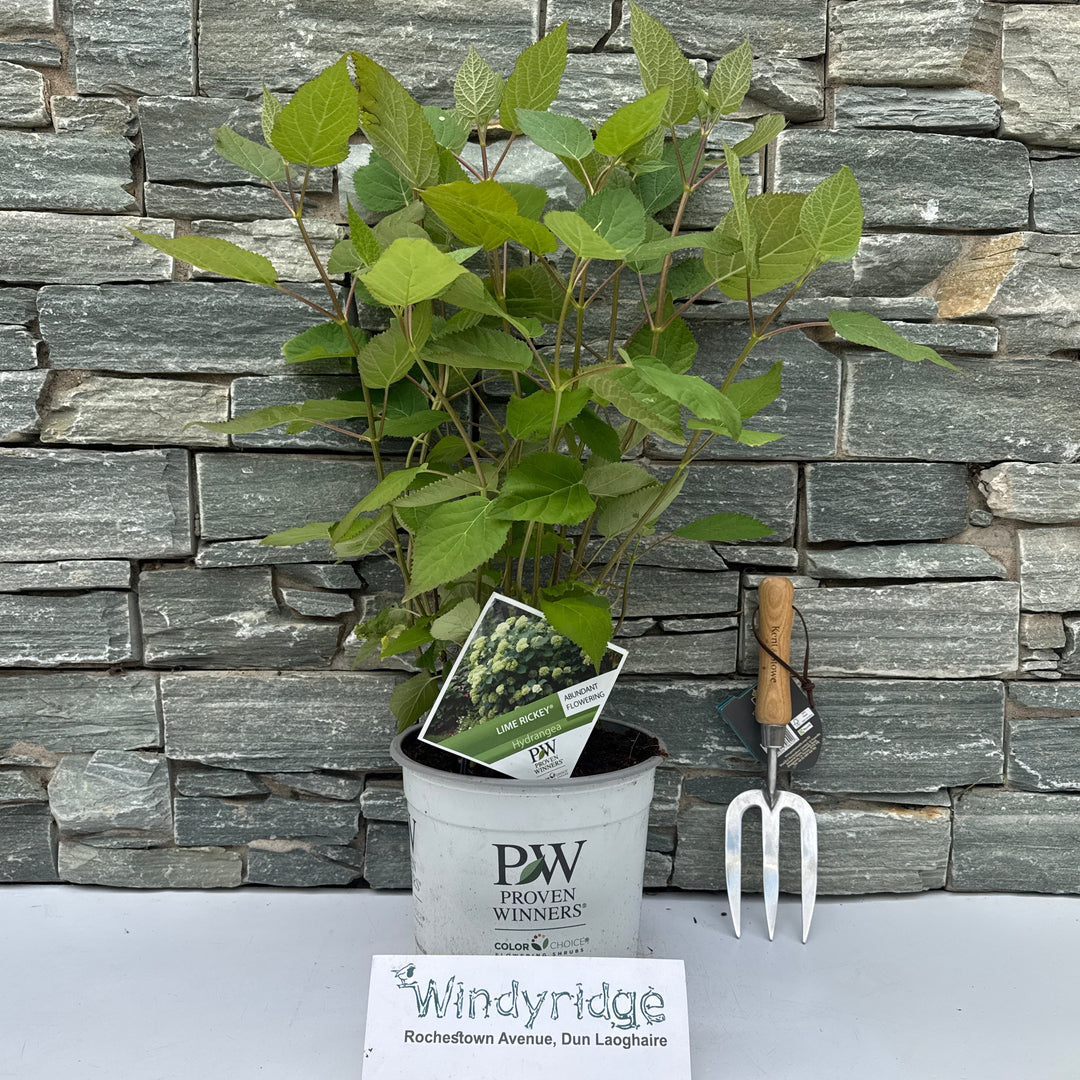 Hydrangea arbor. Lime Rickey 5 Ltr pot
