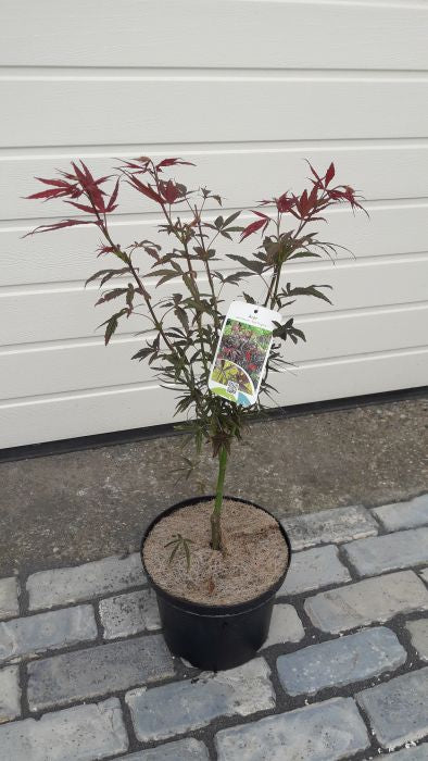 Acer palmatum  Red Pygmy  / 40-50 CM C4