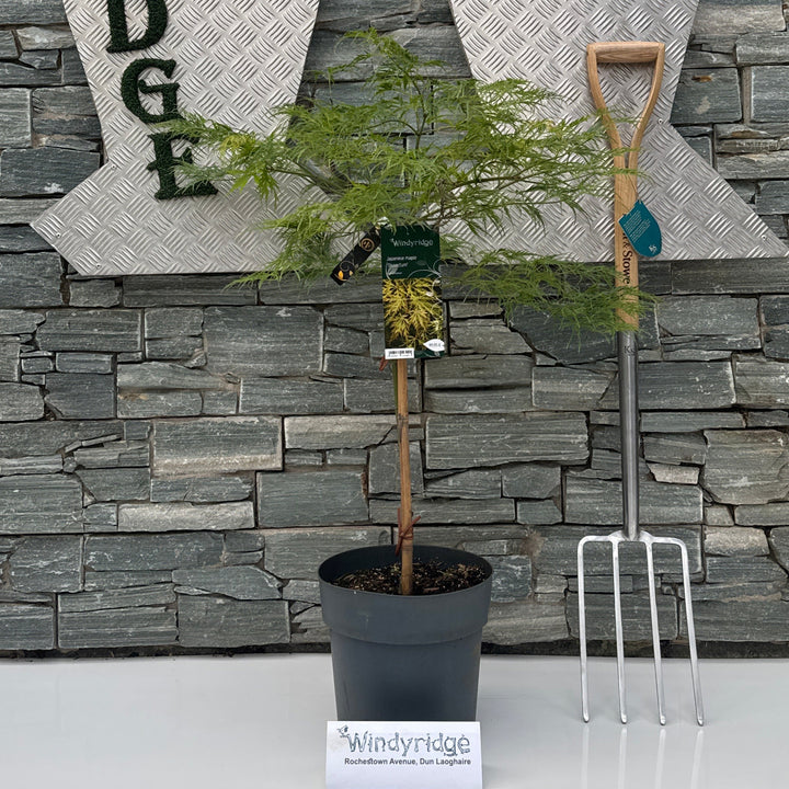 Acer palmatum Dissectum