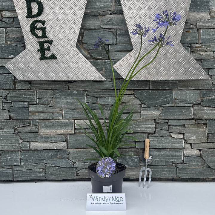 Agapanthus Dr Brouwer