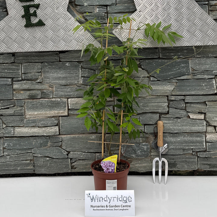 Wisteria fru. Amethyst Fall