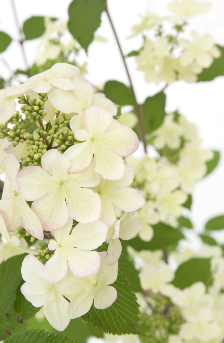 Viburnum plic Kilimandjaro Sunrise PBR