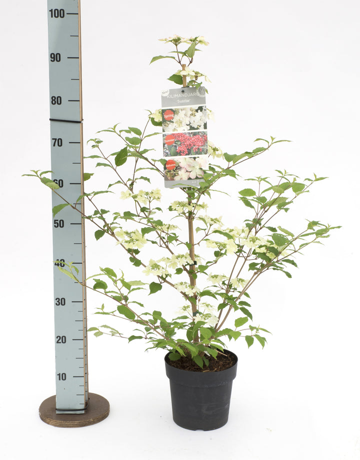 Viburnum plic Kilimandjaro Sunrise PBR