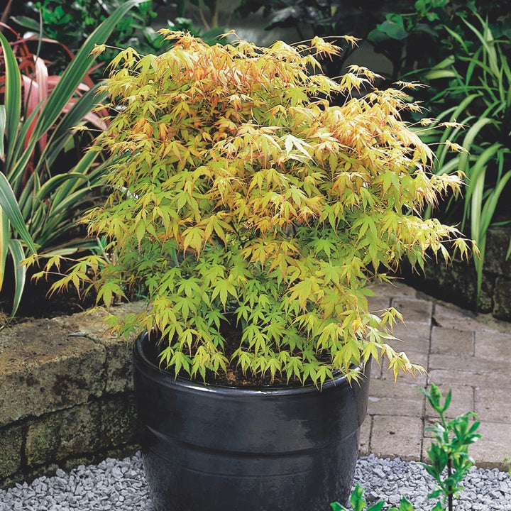 Acer Katsura
