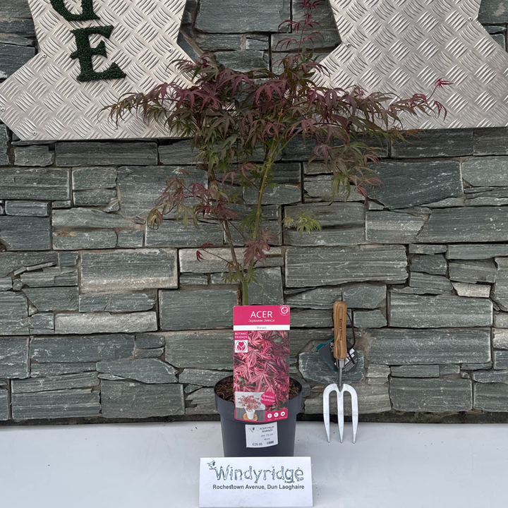 Acer palm. Shirazz