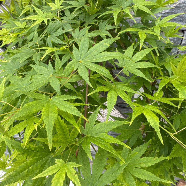 Acer palm. Ryusen  80 CM STEM C5