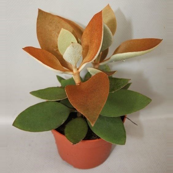 Kalanchoe orgyalis P12