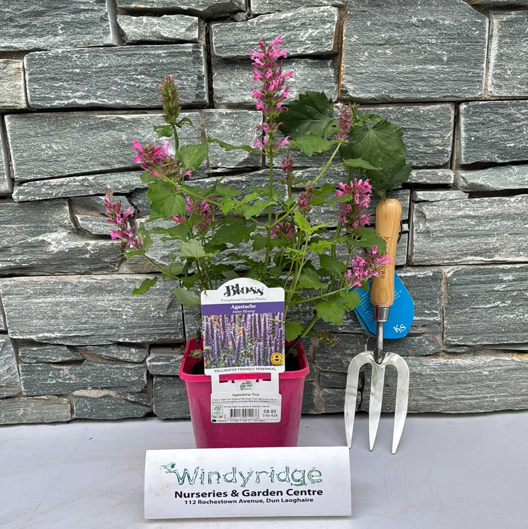 Agastache Pink