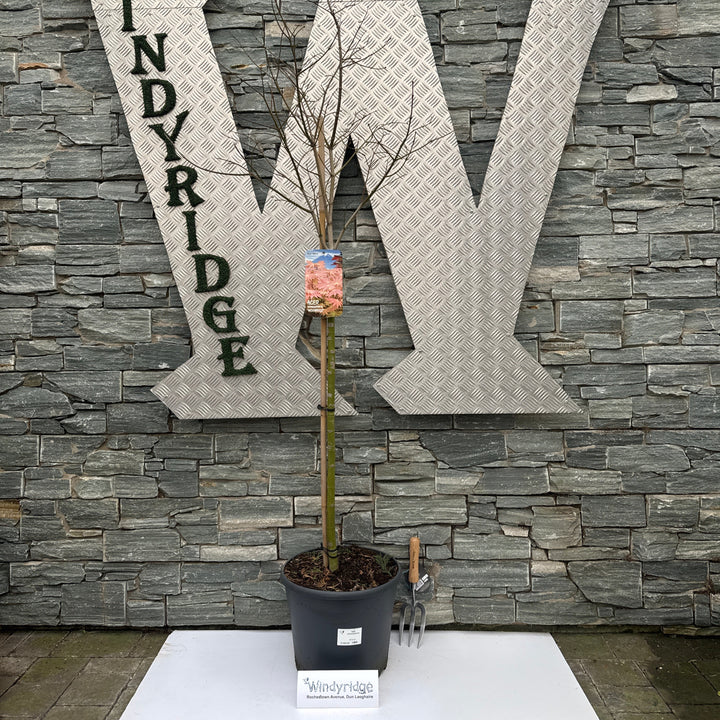 Acer shirasawanum Moonrise 90 cm st. Deco 18L.