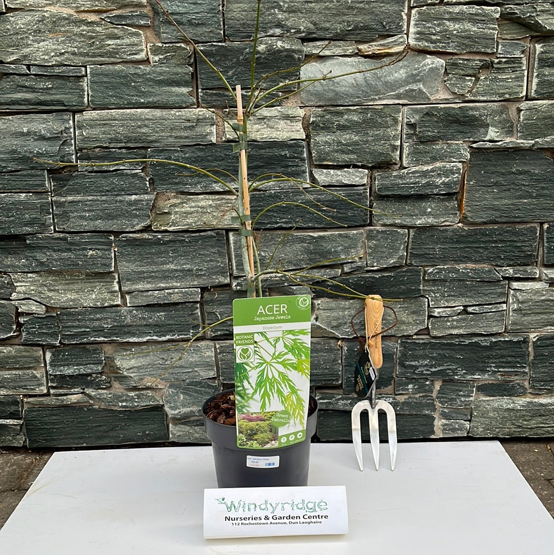 Acer palm. Inaba-shidare