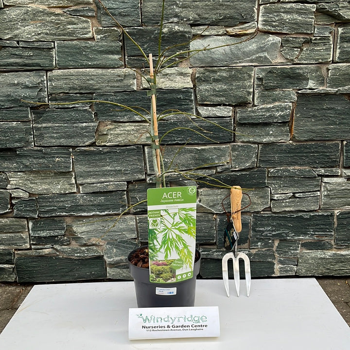 Acer palm. Inaba-shidare