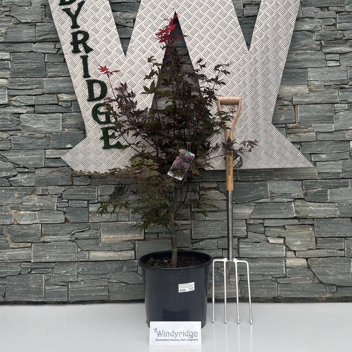 Acer palmatum Bloodgood  100-125 CM C20