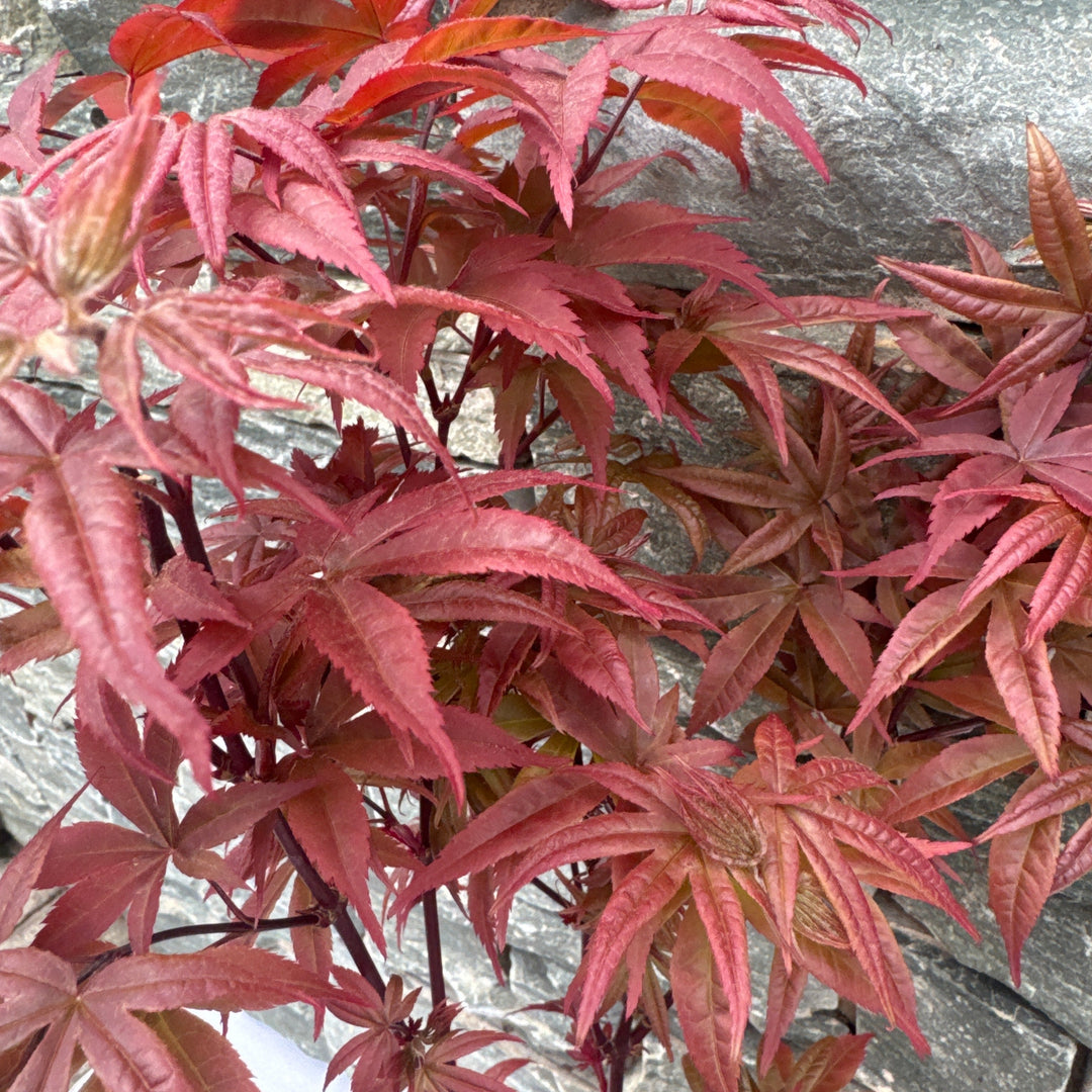 Acer palm. Twomblys red Sentinel