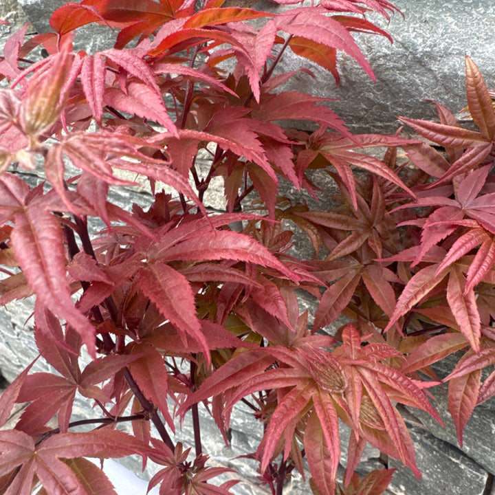 Acer palm. Twomblys red Sentinel