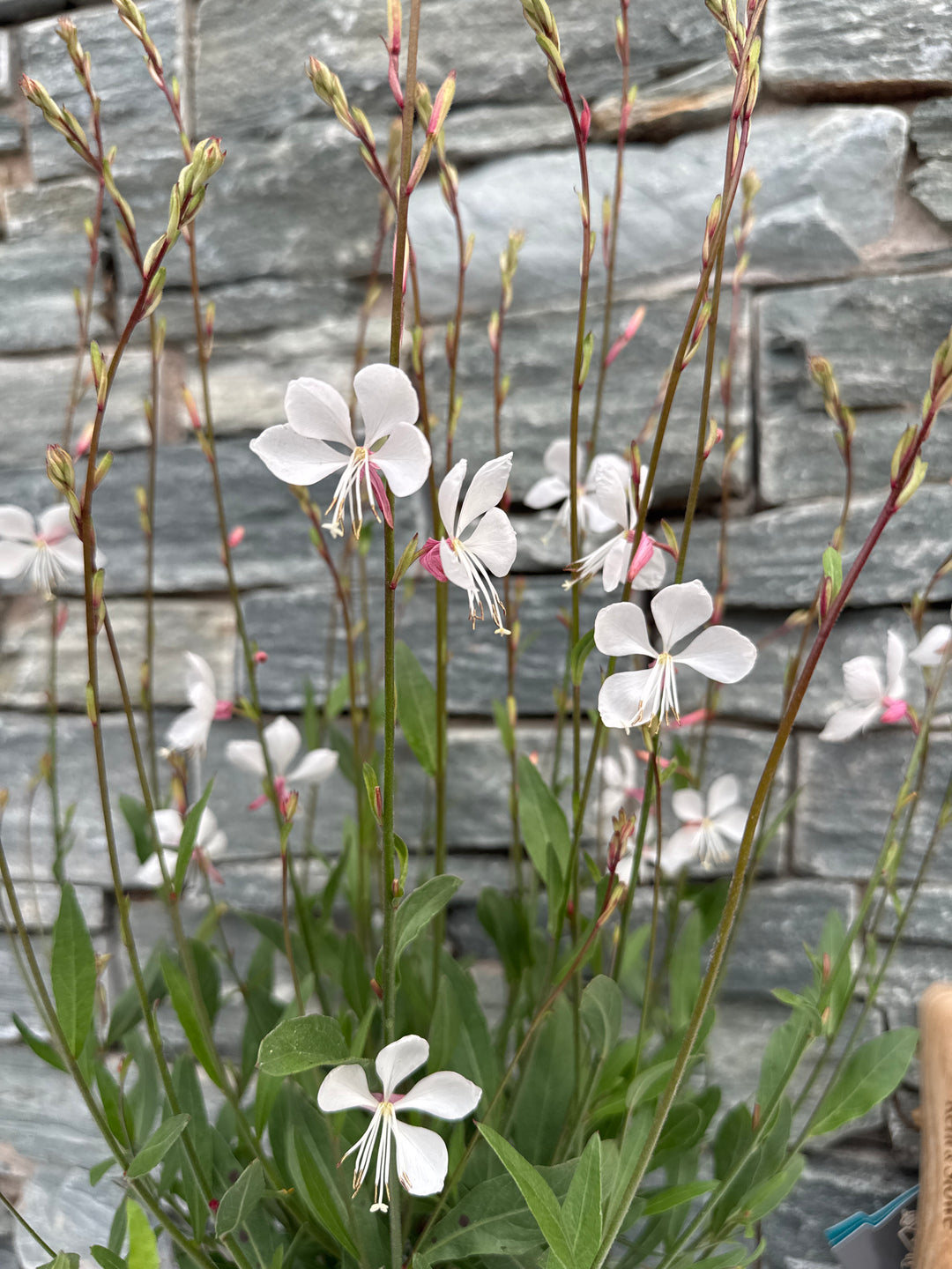GAURA Whirling Butterflies
