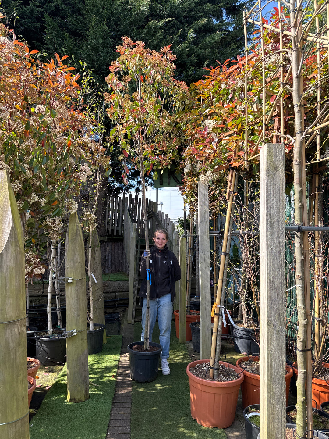 Photinia fraseri Red Robin C45 HS 8/10