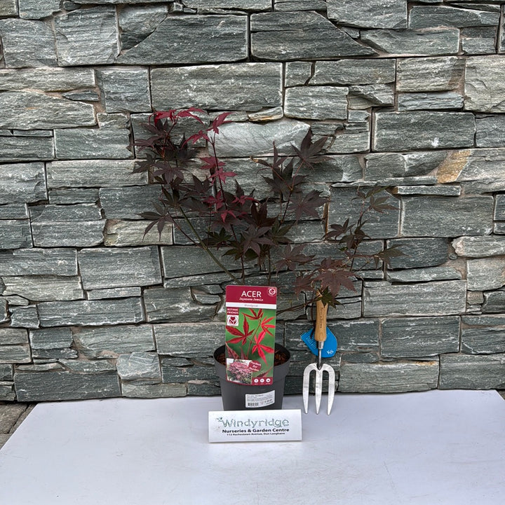 Acer pal. Bloodgood