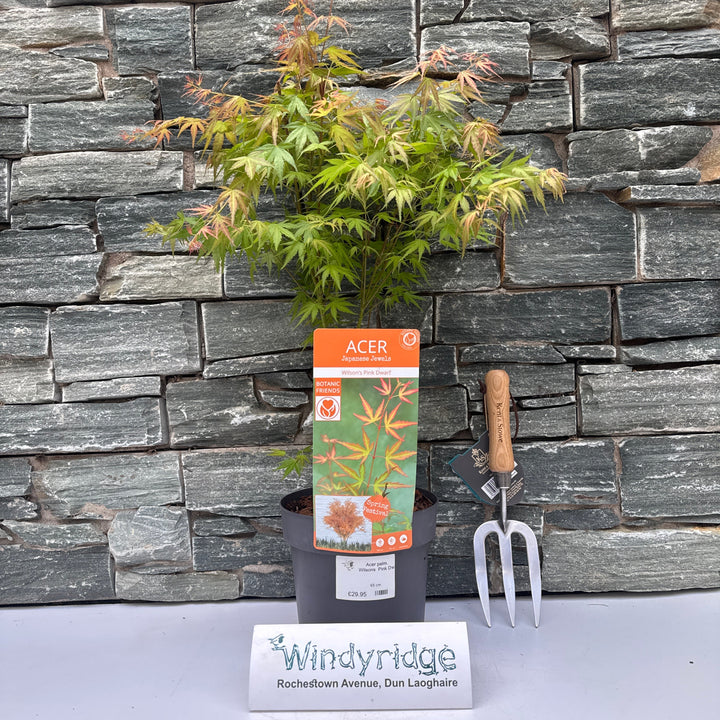Acer palm. Wilsons Pink Dwarf