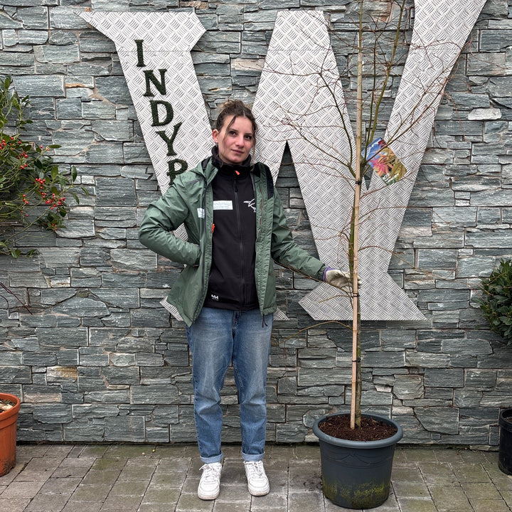 Acer pal. Linearilobum 150-175 cm 25L