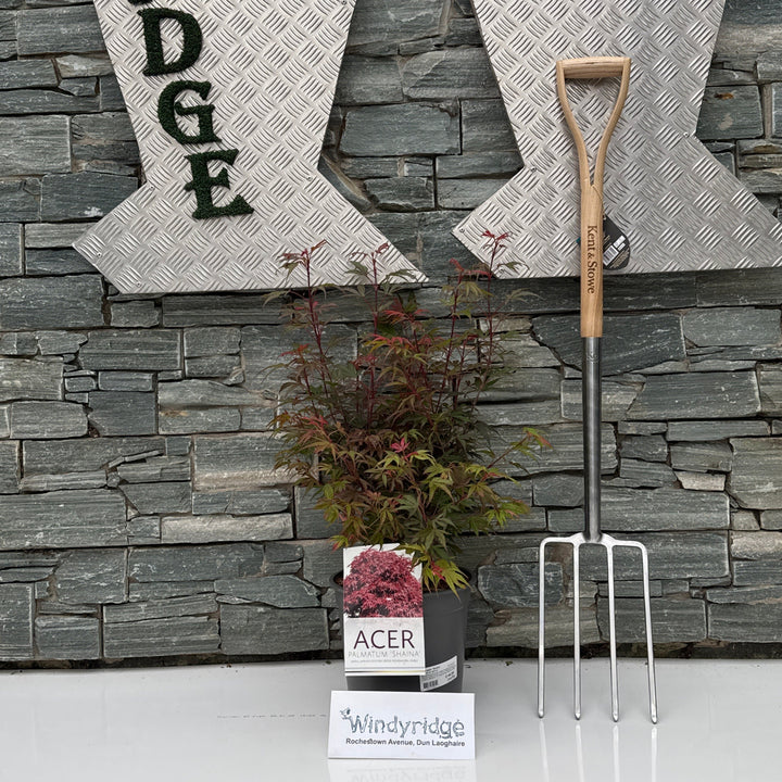 Acer palm. Shaina  50-60 CM C6.5