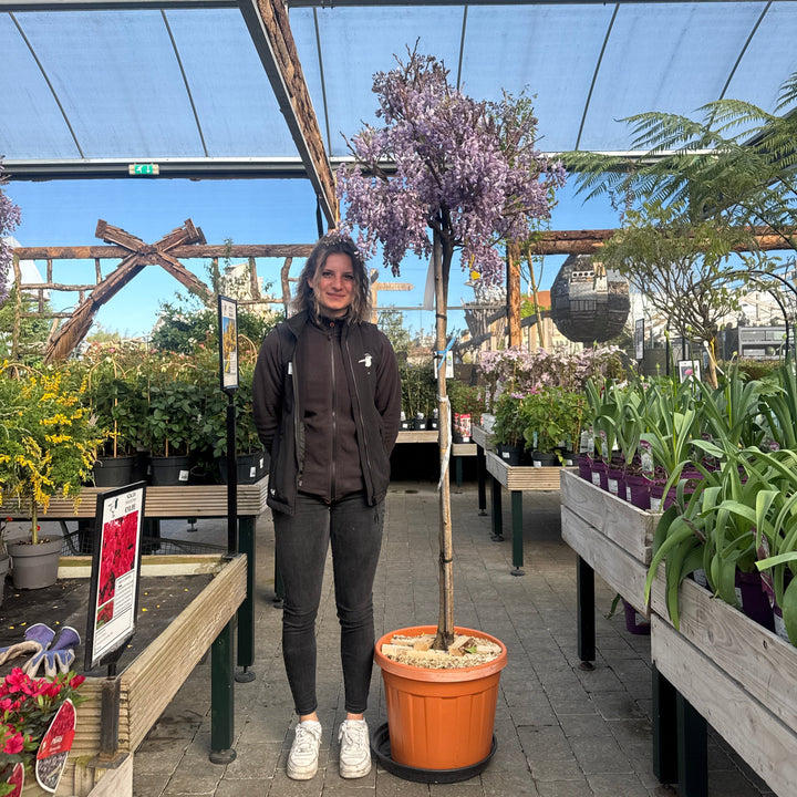 WISTERIA BRACH.GOLDEN KING ZOLLA + CONT (CLT 35)  TRONCO 130 - 140 CM CIRC. TR. 06 - 08 CM  1/2 STD