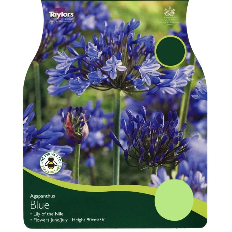 AGAPANTHUS BLUE 1-2 EYES X 1