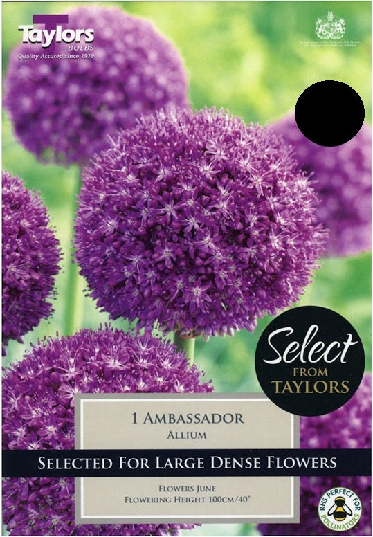 ALLIUM GIGANTEUM AMBASSADOR X 1