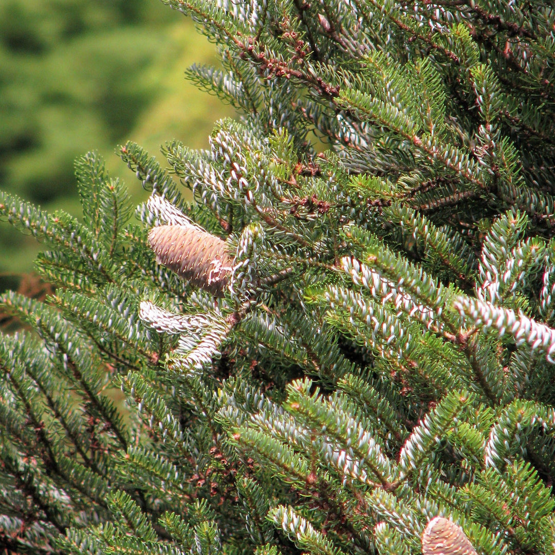 Abies koreana Silberlocke  30-40 CM