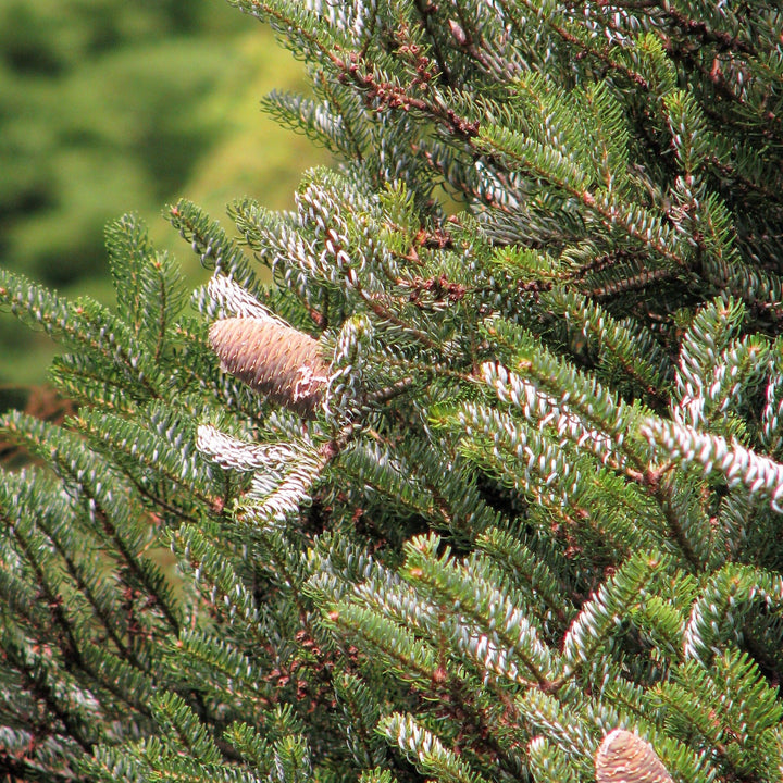 Abies koreana Silberlocke  30-40 CM
