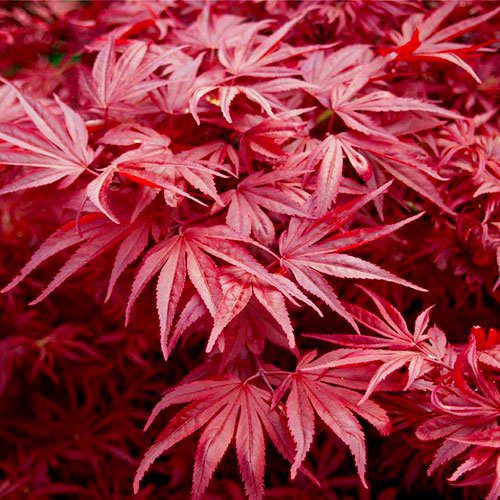 Acer palmatum Skeeters Broom