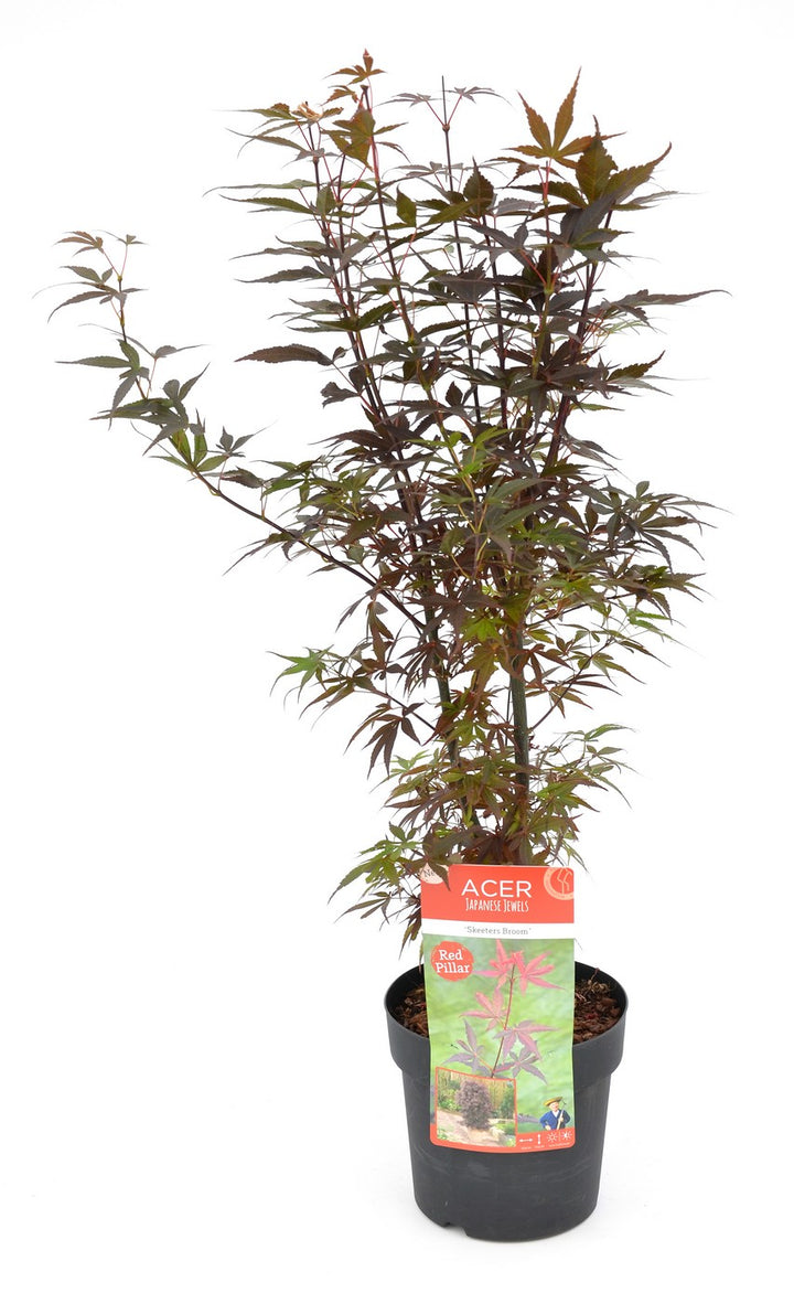 Acer palm. Skeeters Broom