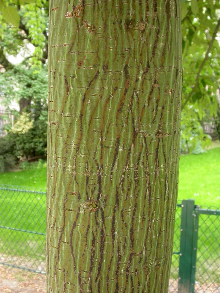 ACER DAVIDII VIPER