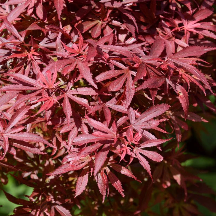 Acer palmatum Shaina  90 CM STEM C6.5