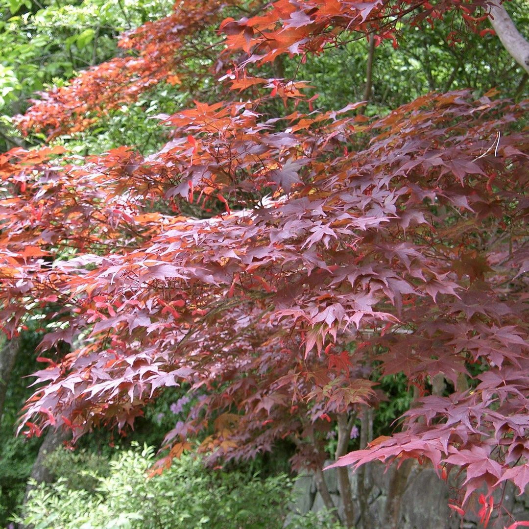 Acer palmatum Starfish  3 Ltr pot