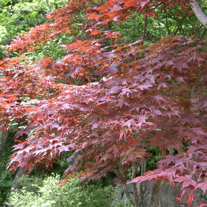 Acer palmatum Starfish  3 Ltr pot