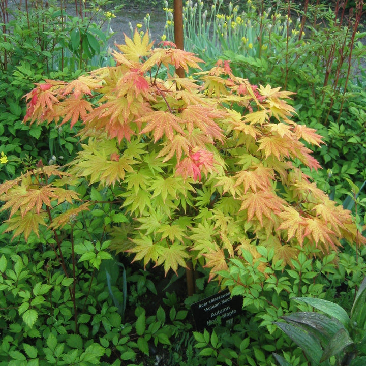 Acer shirasawanum Moonrise