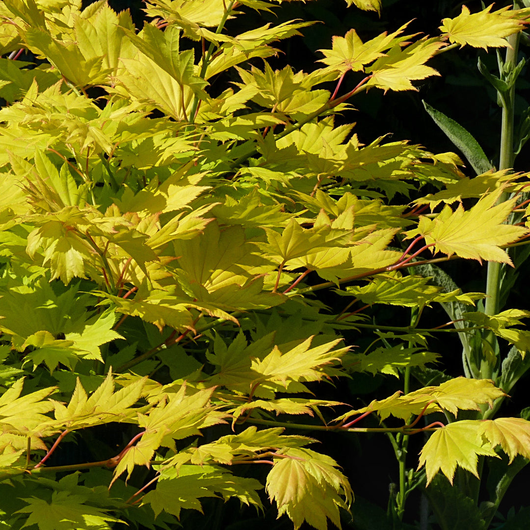 Acer shirasawanum Aureum