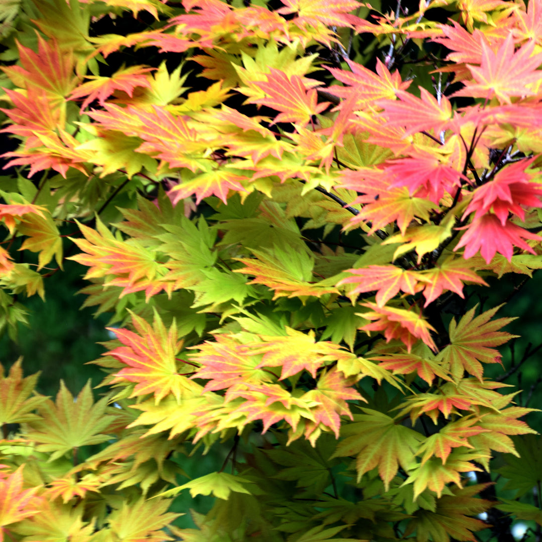 Acer shirasawanum Moonrise