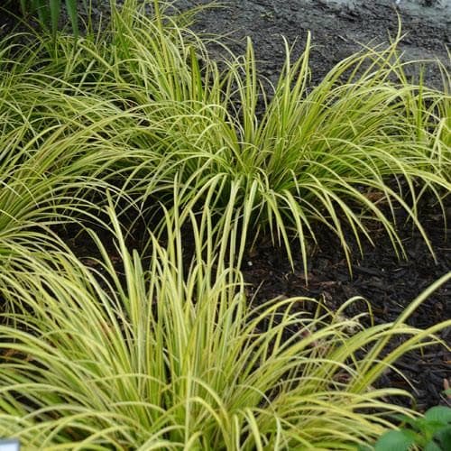 Acorus gramineus Ogon